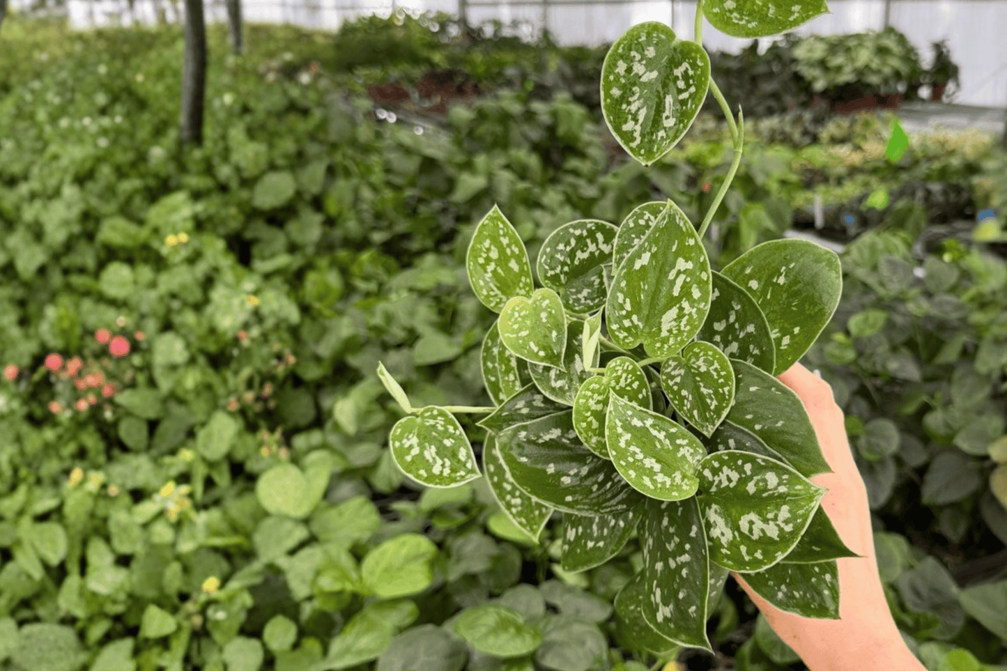 Scindapsus Silver Anne 2 Exact Live Plants – 4-Inch Pots – Scindapsus pictus ‘Silver Anne’