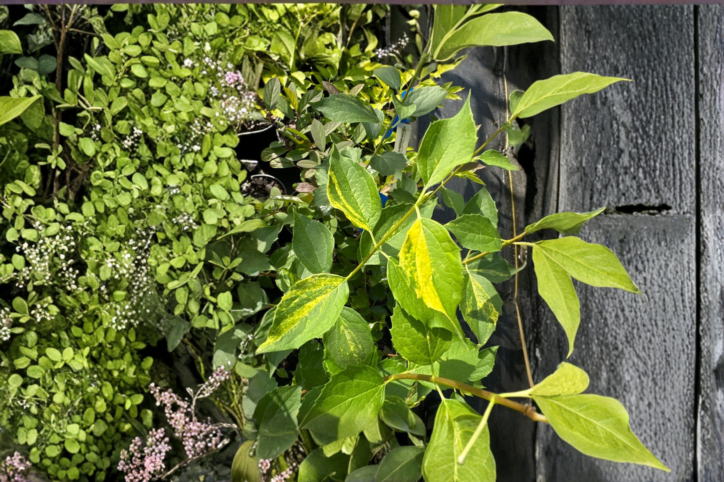 Variegated Mock Orange ‘Innocence’ Live Plant 1 Gallon 12 Inch – Philadelphus virginalis White Flowering Shrub