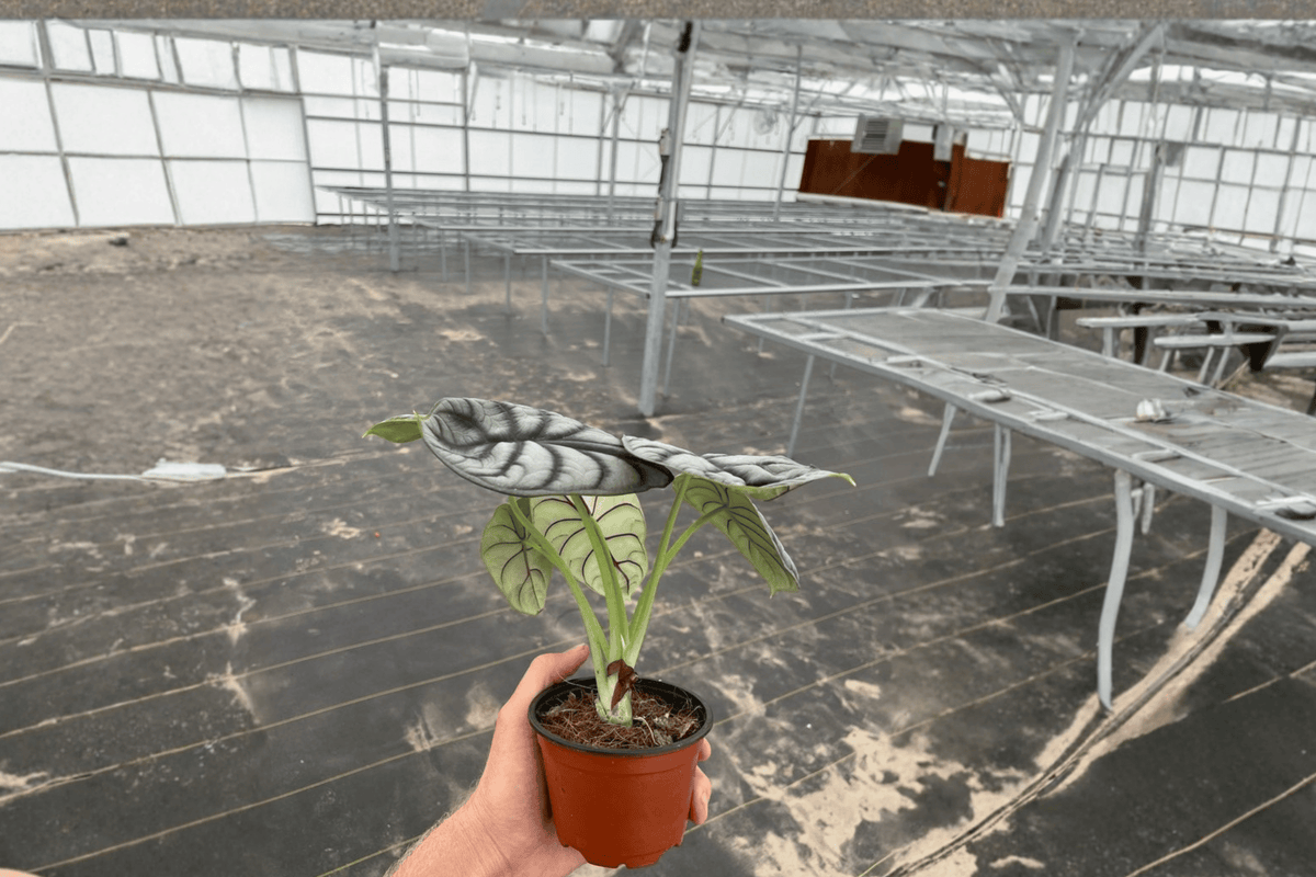 2 Alocasia Silver Dragon Live Plants in 4-Inch Pots – Alocasia baginda ‘Silver Dragon’