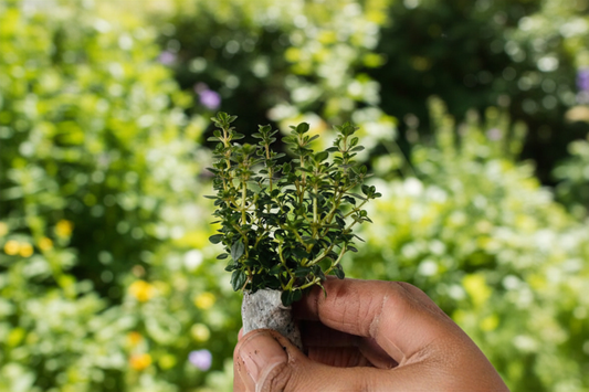 German Thyme Live Plant Common Thyme Herb Plant Thymus Vulgaris Perennial Herb 5 to 7 Inch Rooted Plant Free Shipping