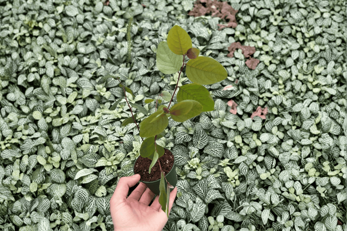 Roseopicta 2 Starter Plants – Breynia disticha Bare Root