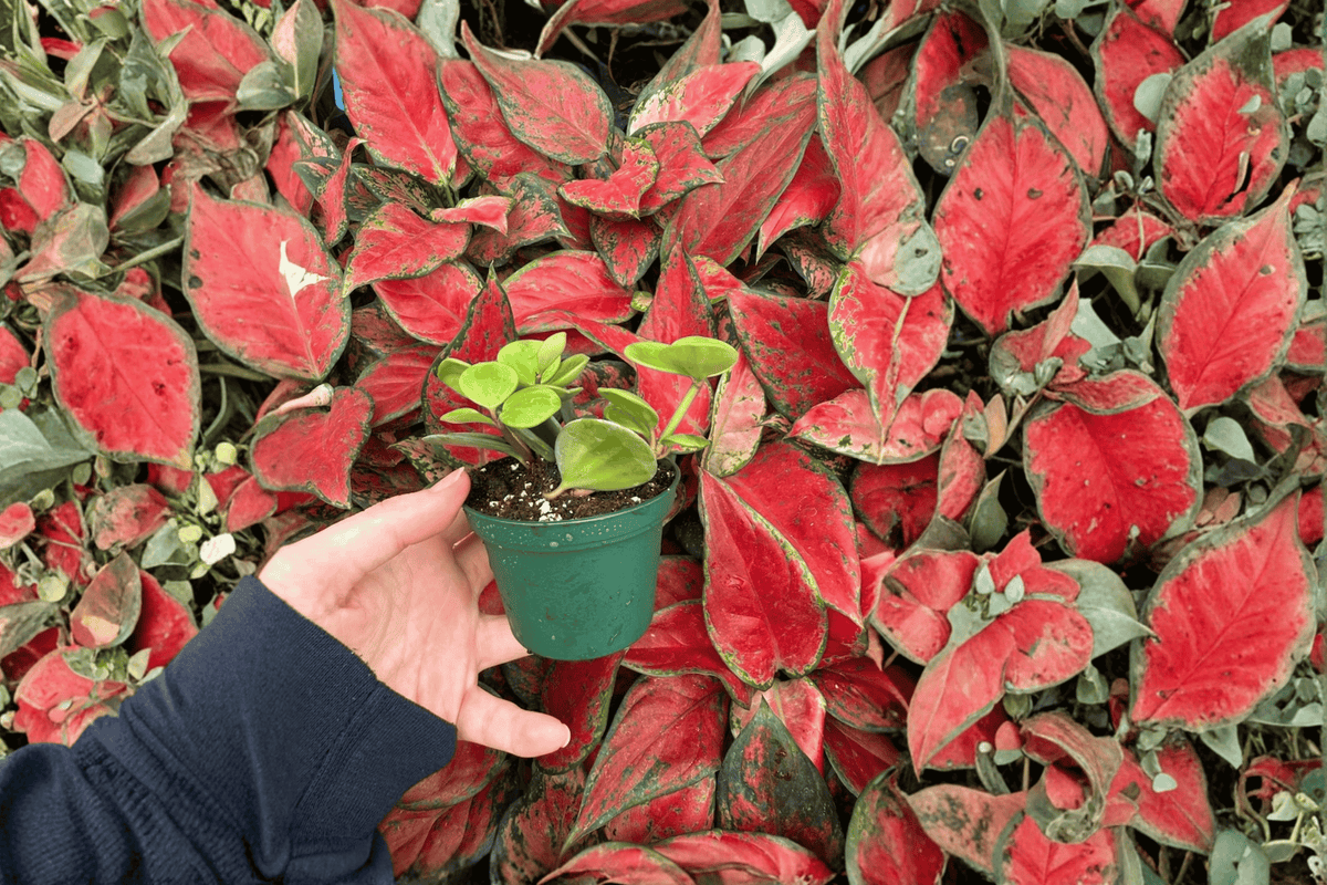 Peperomia Hope 2 Live Starter Plants – 2-Inch Size – Peperomia ‘Hope’