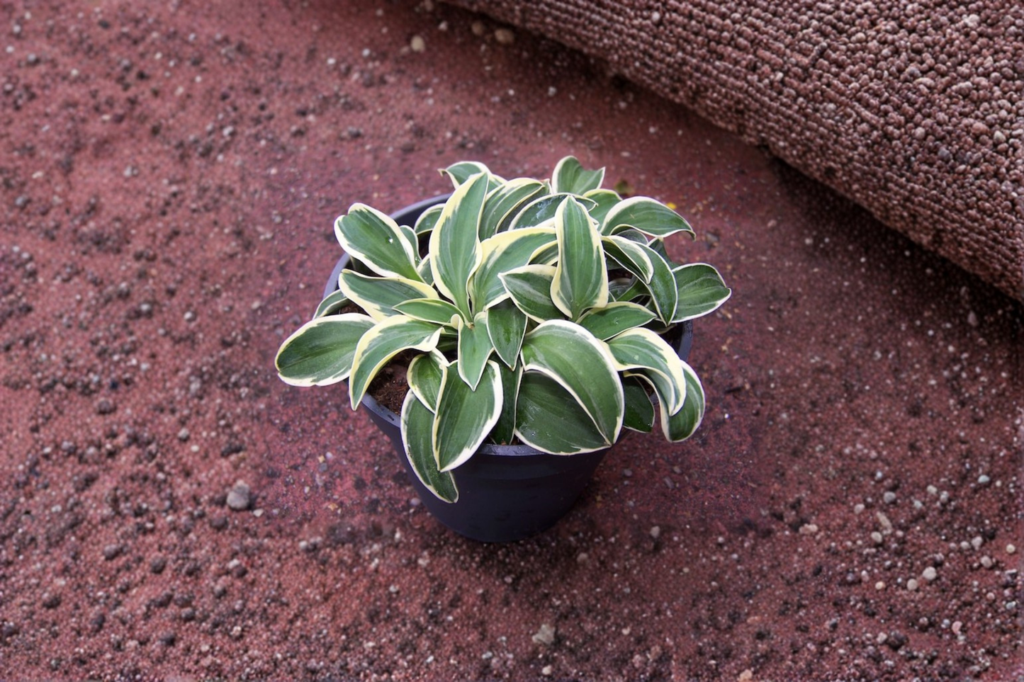 Hosta Funny Mouse Starter Plant 4 Inch Pot – Mini Blue Green Hosta Shade Perennial Garden Plant Compact Landscape Foliage