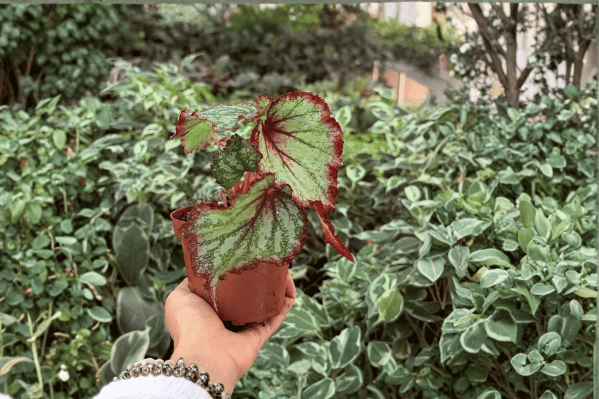 Harmony’s Reign of Fire Begonia 2 Exact Live Plants – 4-Inch Pots – Begonia ‘Harmony’s Reign of Fire’