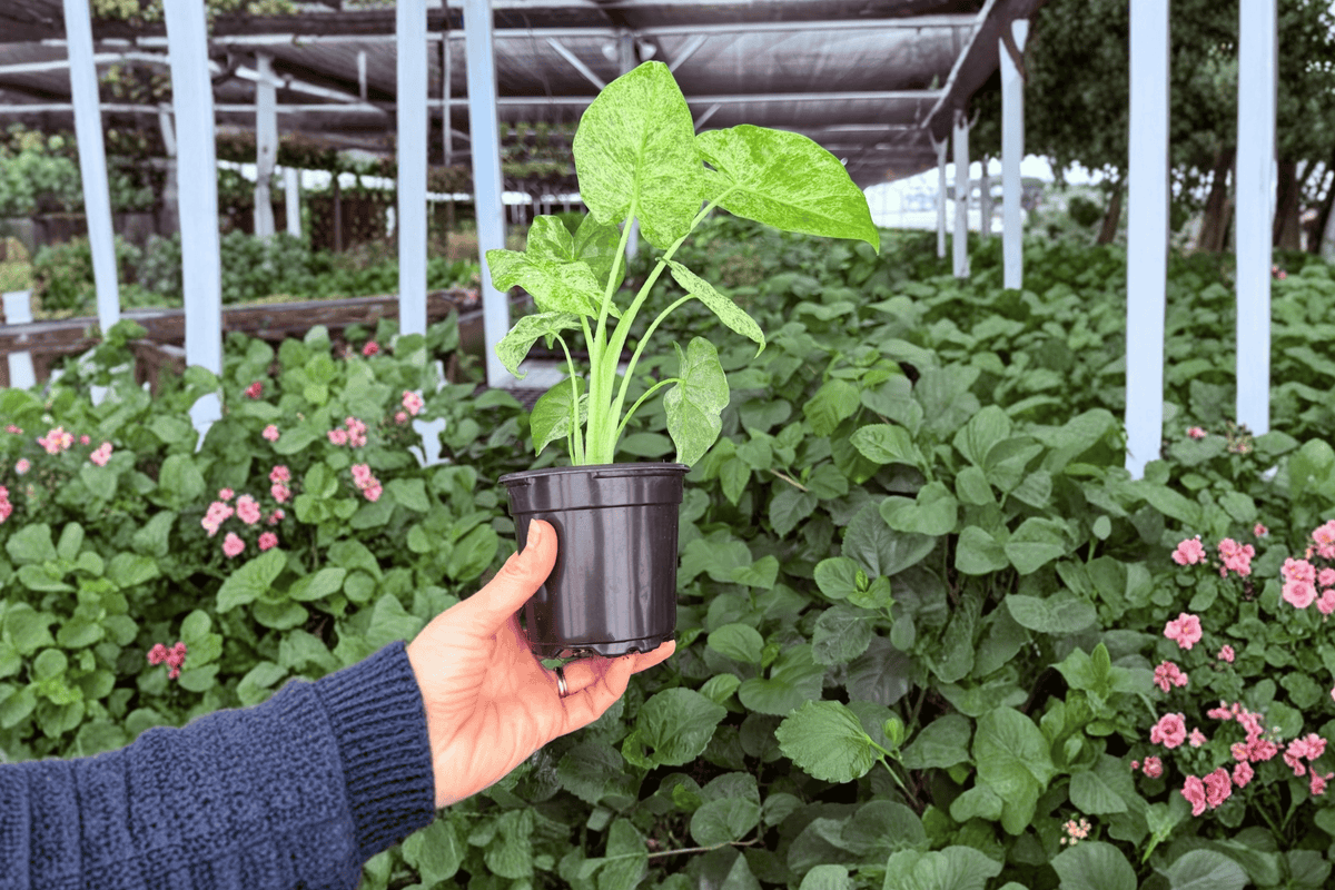 2 Alocasia Odora Batik Exact Live Plants – Specific Plants in 4” Pots