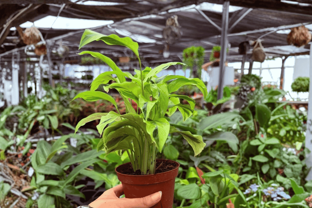 2 Exact Plant Calathea Yellow Fusion Live Plants – Specific 4-Inch Pots