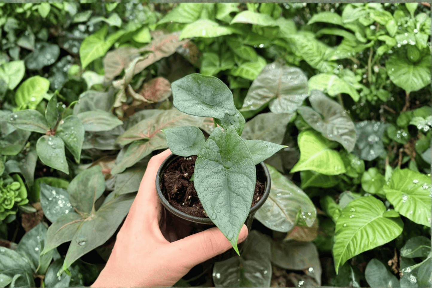 2 Exact Alocasia 'Silver Wings' (Silver Dragon × Scalprum) Live Plants in 4-Inch Pots