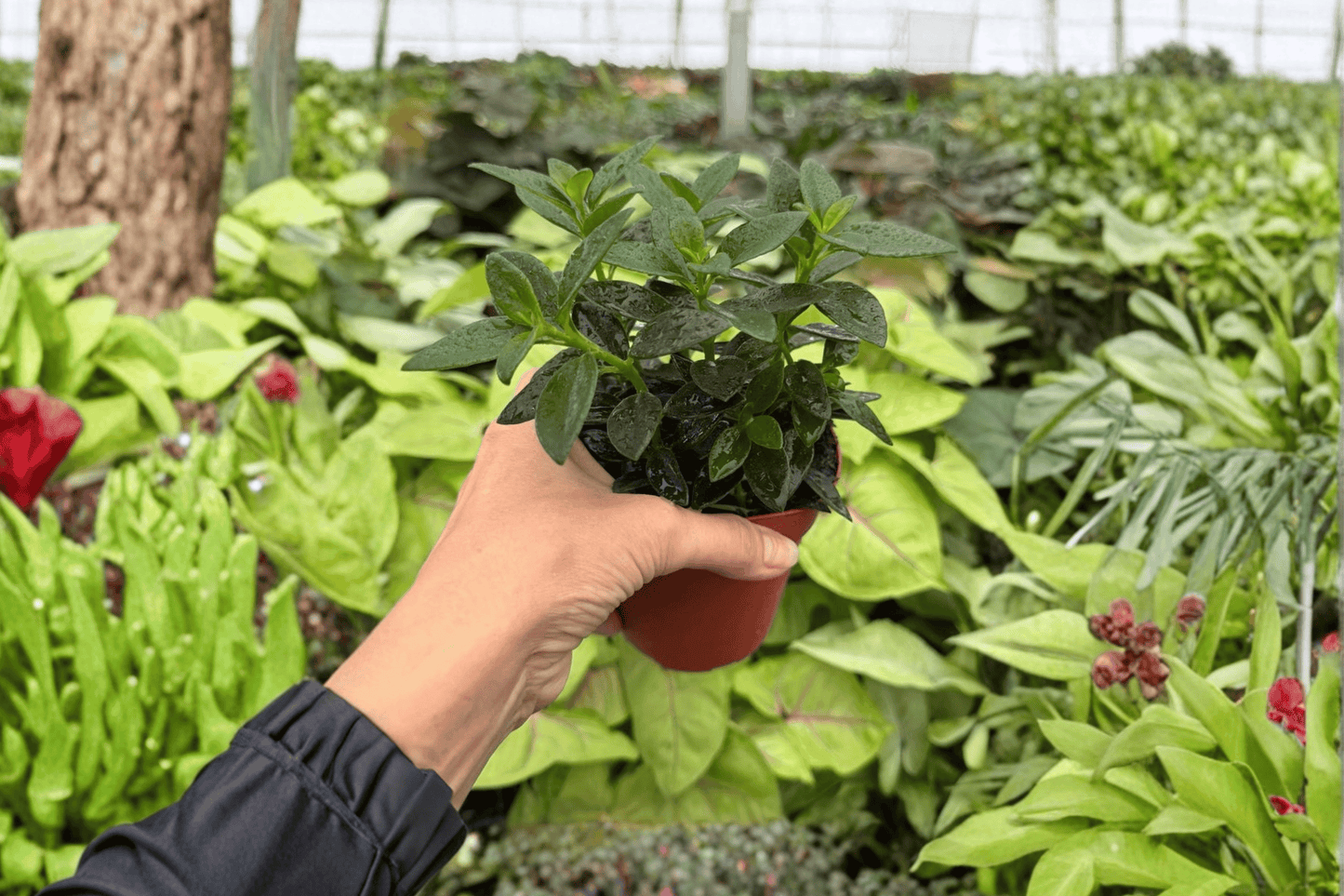 2 Goldfish Plant 'Tropicana' Exact Live Plants – Nematanthus in 4-Inch Pots
