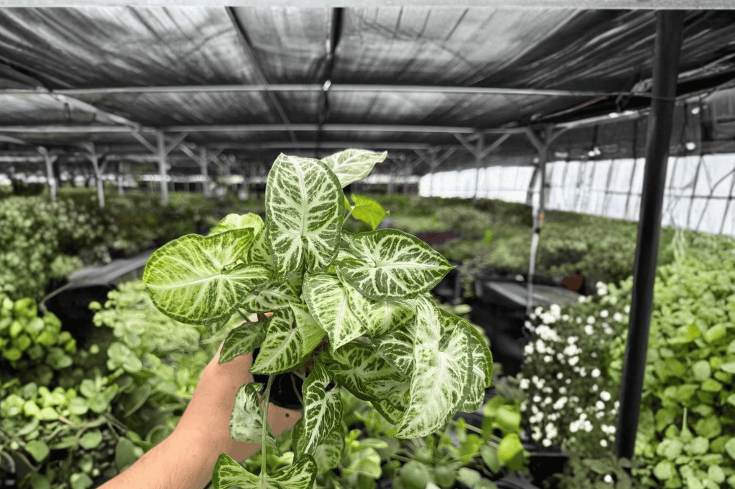 Syngonium Glo-Glo 2 Exact Live Plants – 4-Inch Pots – Syngonium podophyllum