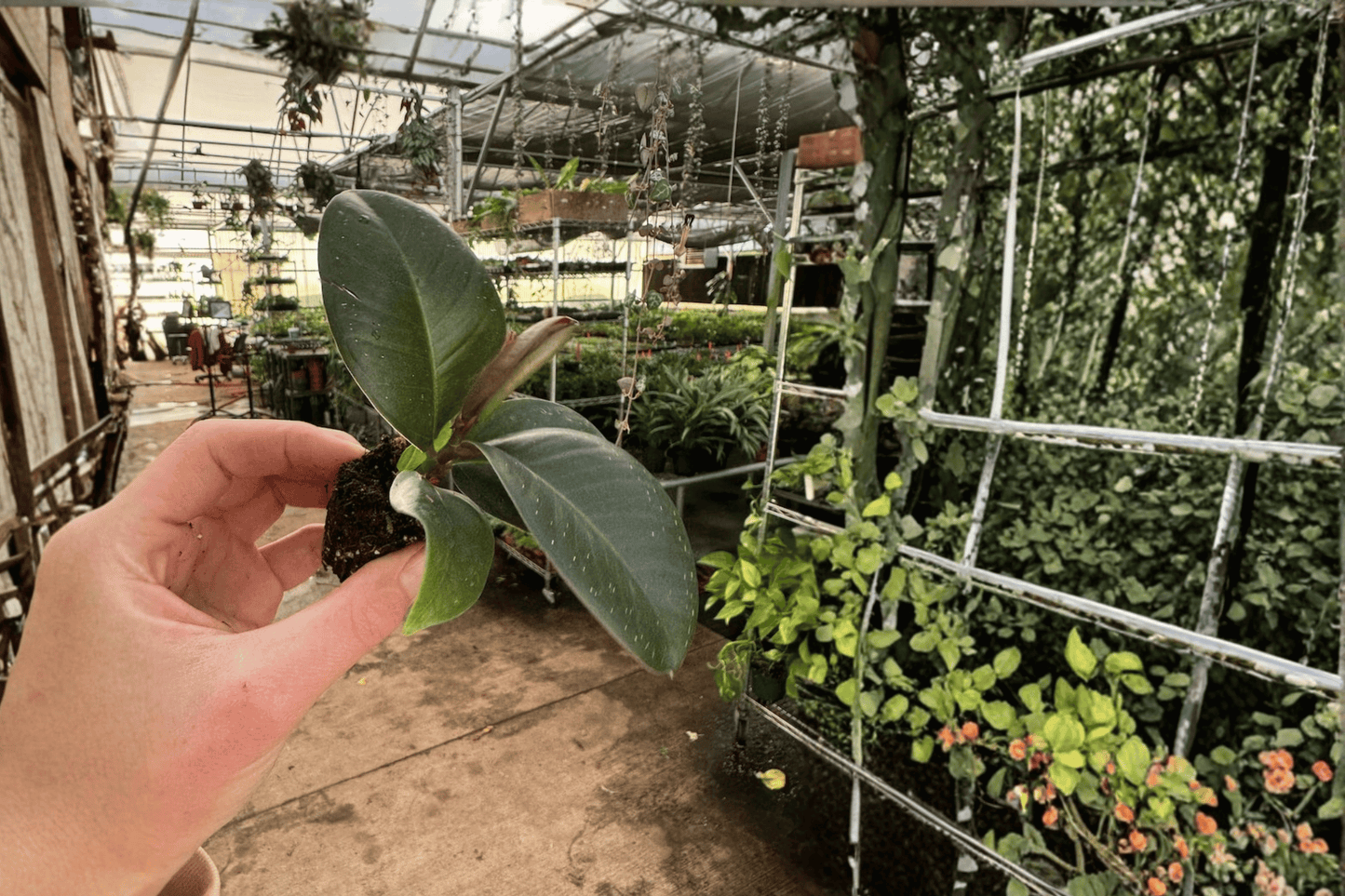 Ficus Sophia 2 Live Starter Plants – 2-Inch Pot Size – Ficus elastica ‘Sophia’