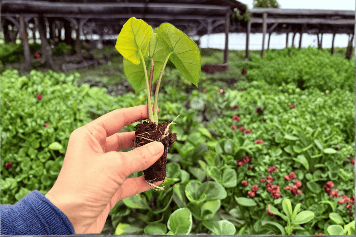 Alocasia Platinum Bisma – 2 Exact Live Starter Plants, 2-Inch Size – Alocasia ‘Platinum Bisma’