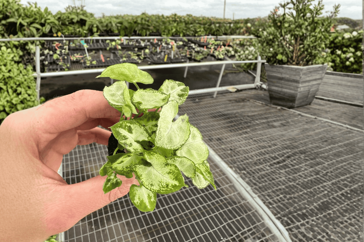Syngonium Shorty 2 Live Starter Plants – 2-Inch Nursery Size – Syngonium ‘Shorty’
