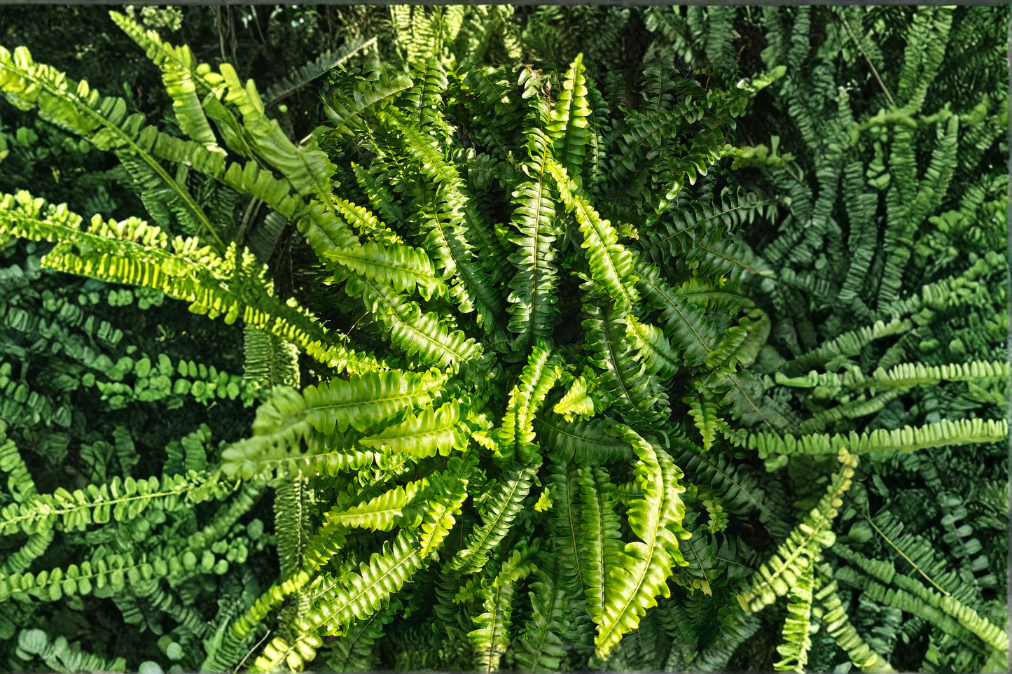 15 Rooted Boston Fern Live Plants – Evergreen Tropical Fern – Nephrolepis exaltata