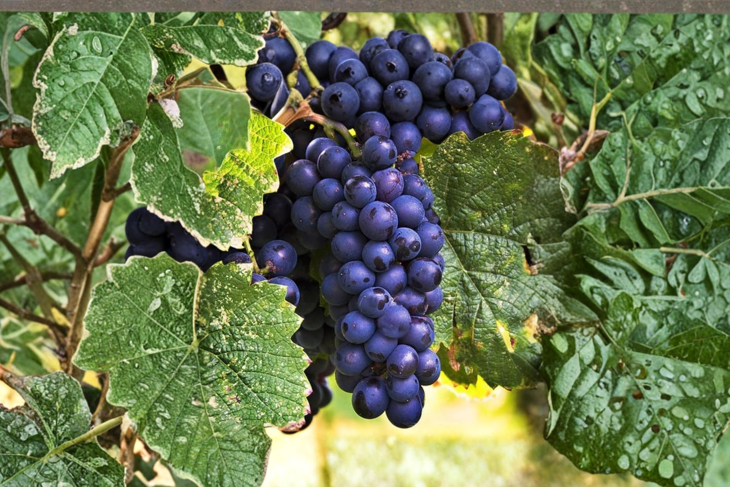 Zinfandel Wine Grape Vine 3 Gal Live Plant Dark Grapes Vineyard Climbing Vine Outdoor Garden Fruit Plant