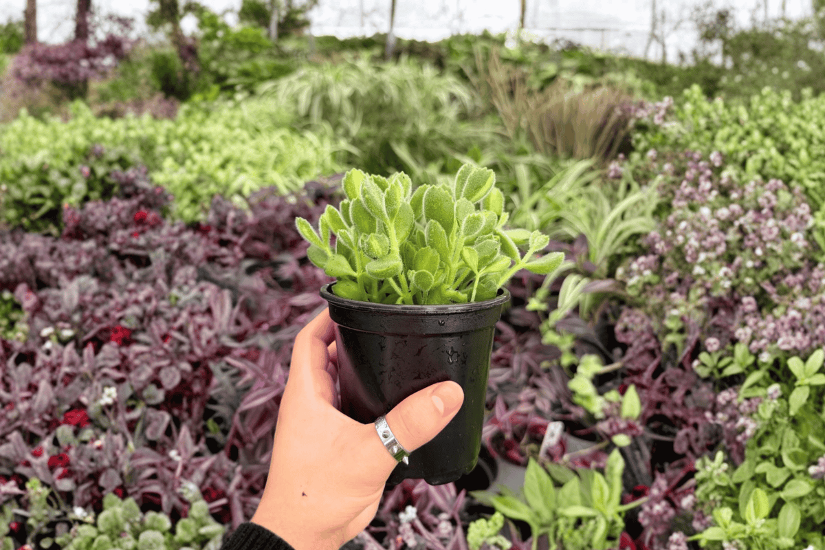 Variegated Bear Paw 2 Exact Live Plants – Cotyledon tomentosa ‘Variegata’ 4” Size Bare Root