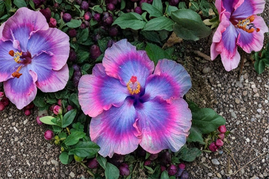 Dark Purple Giant Hibiscus Seeds Rare Exotic Flower Variety 10 Seeds Tropical Ornamental Garden Planting