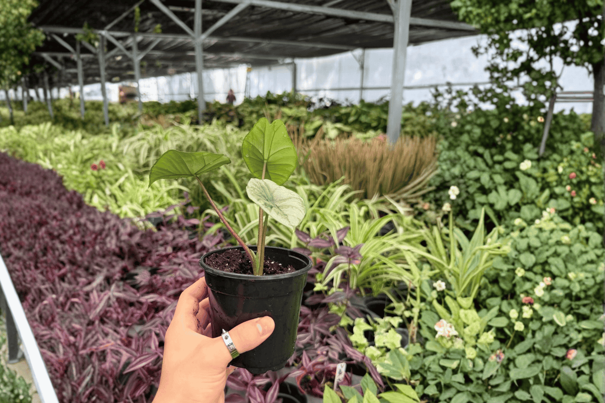 Alocasia Platinum Bisma 2 Exact Live Plants – 4-Inch Pots – Alocasia 'Platinum Bisma'