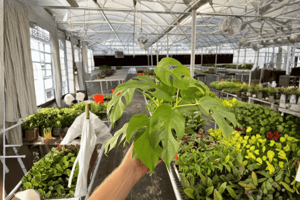 2 Rhaphidophora tetrasperma Live Plants in 4-Inch Pots – Monstera Minima