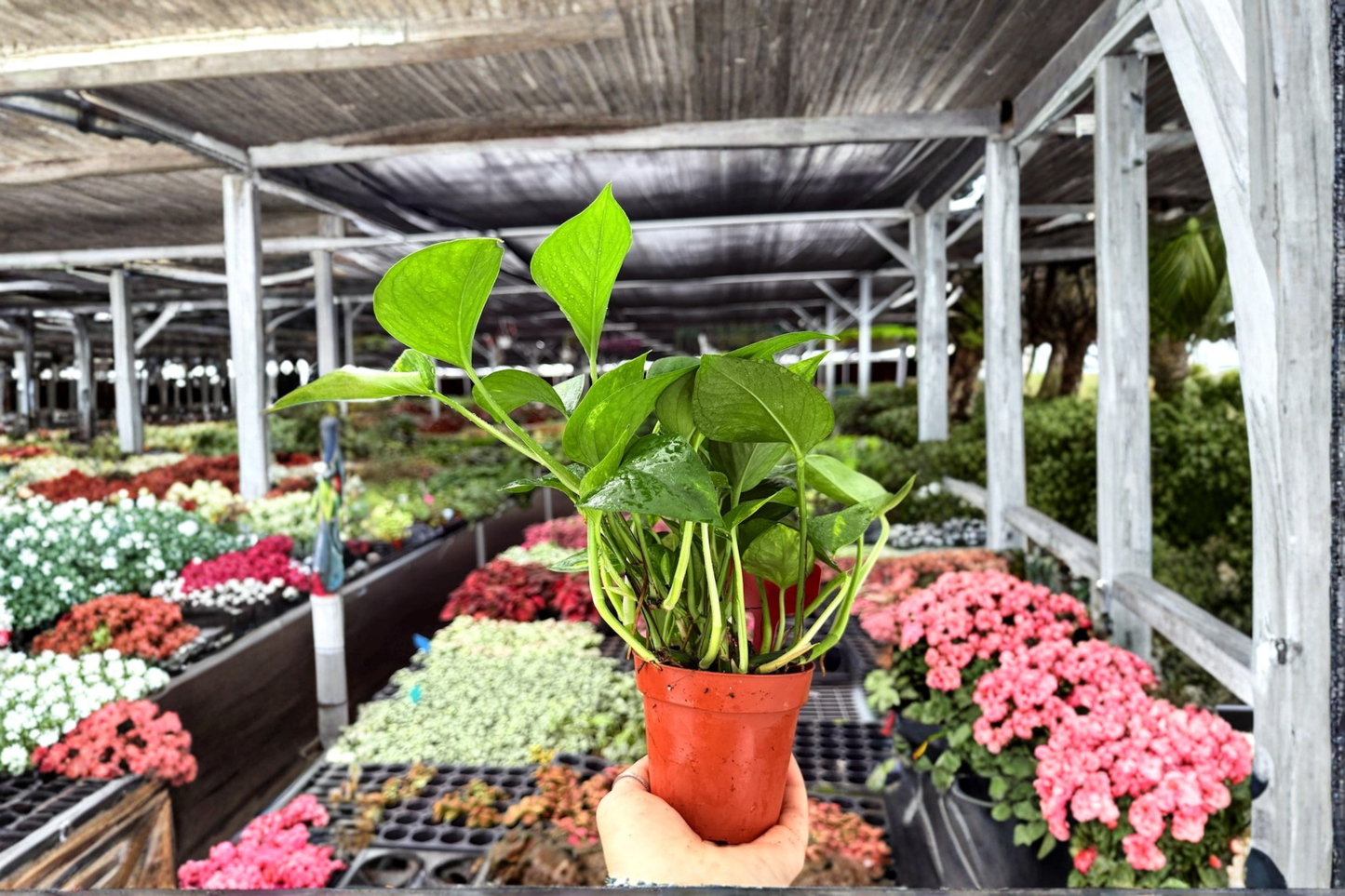 2 Exact Golden Pothos Live Plants – 4-Inch Potted Houseplants (Epipremnum aureum)