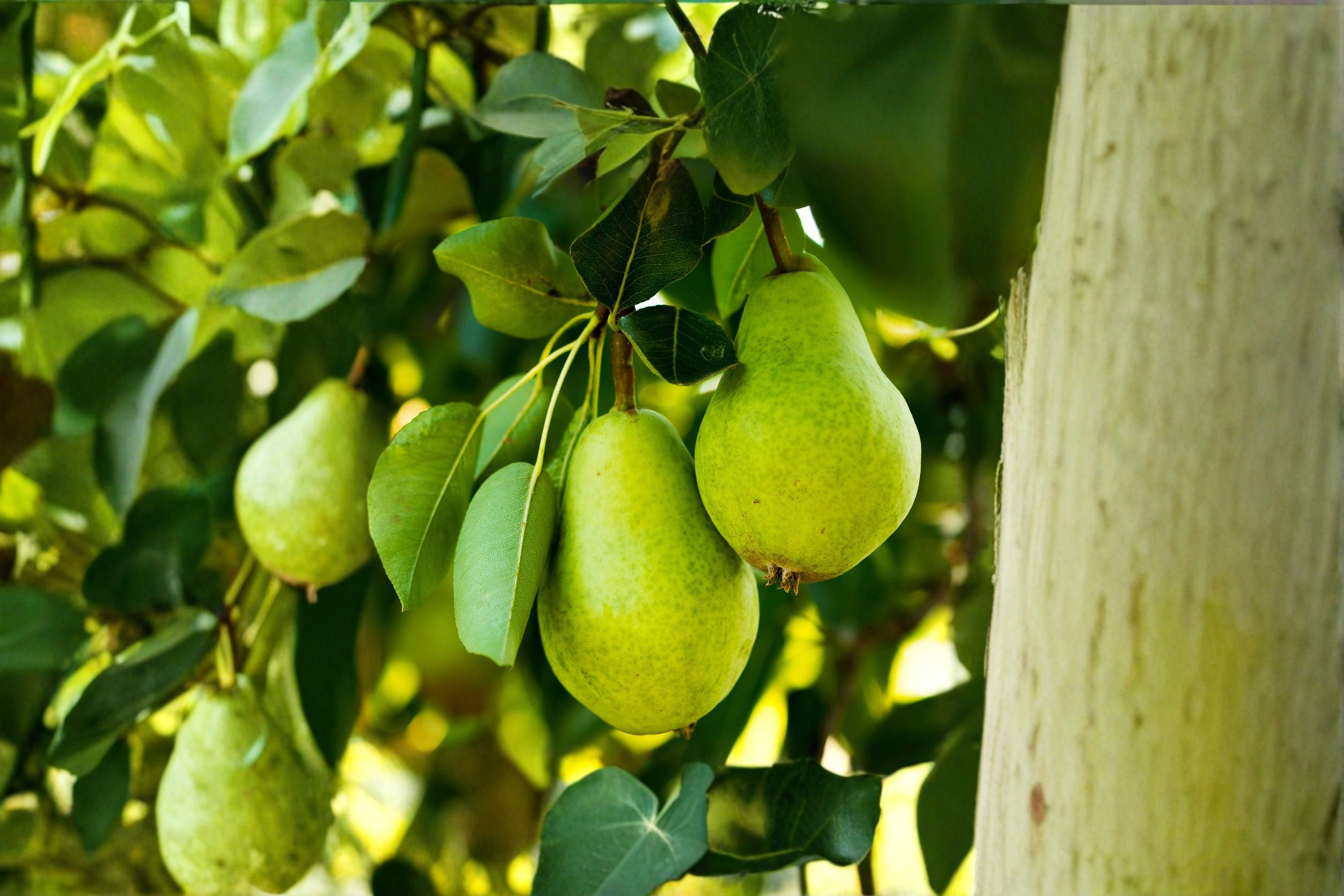 Kieffer Pear Tree Live Plant 4–6 Ft Fruit Tree, Pear Tree for Garden O ...