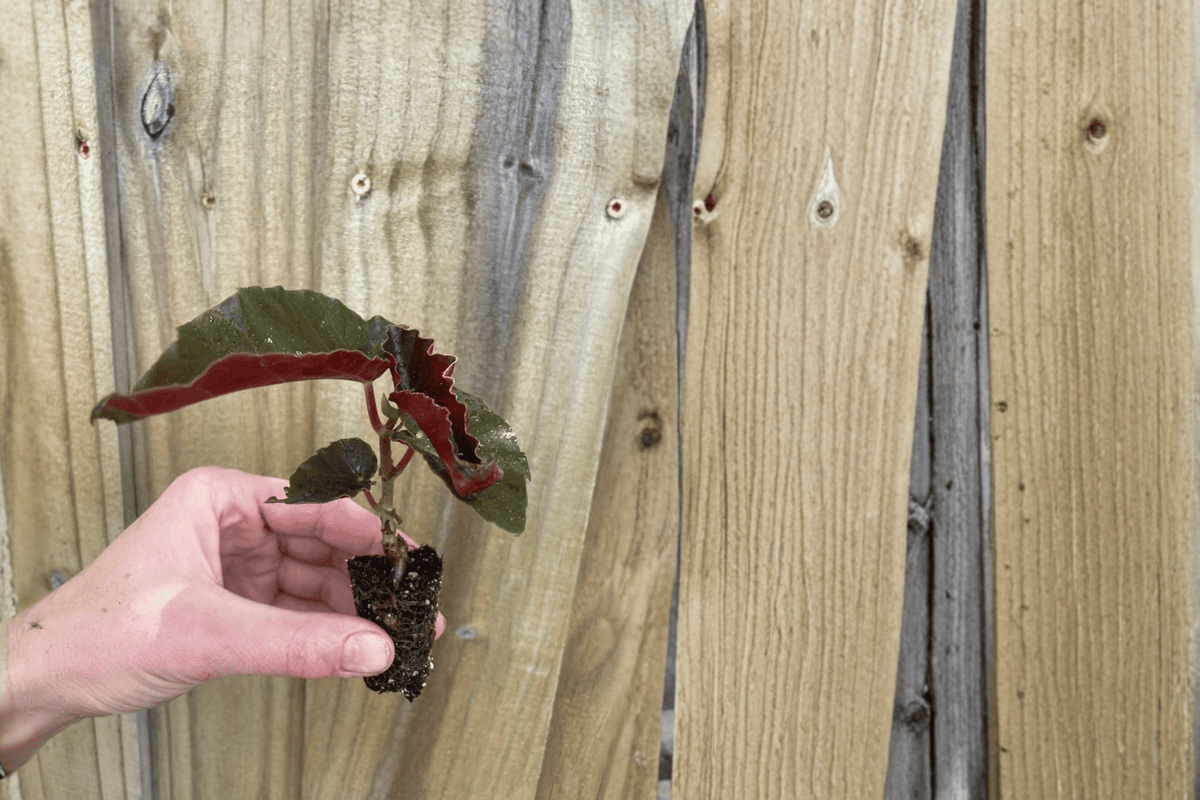 2 Begonia Torch Red Starter Plants – 2” Pot Size – Begonia ‘Torch’