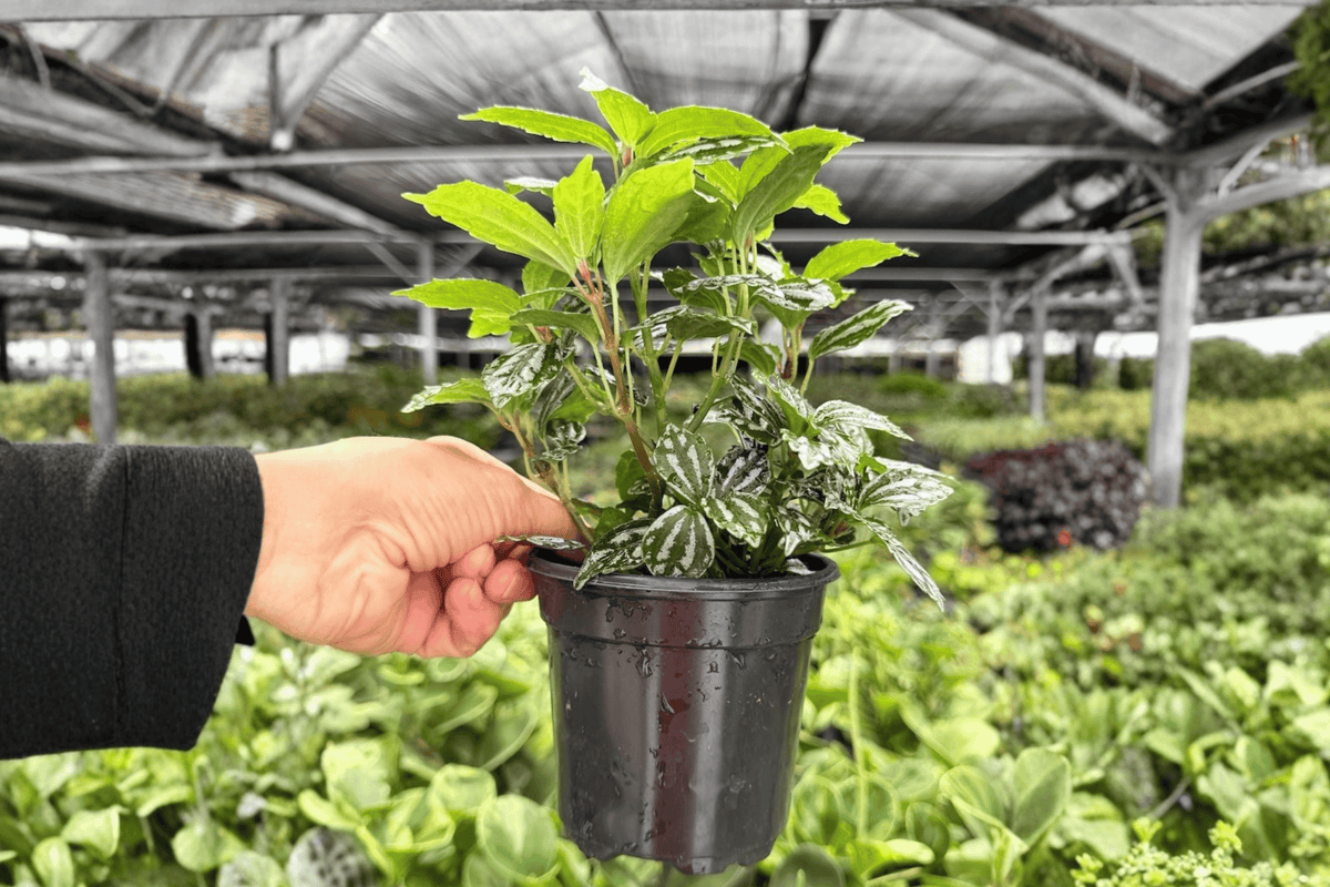 Watermelon Aluminum Pilea – 2 Exact Live Plants, 4-Inch Size – Pilea cadierei