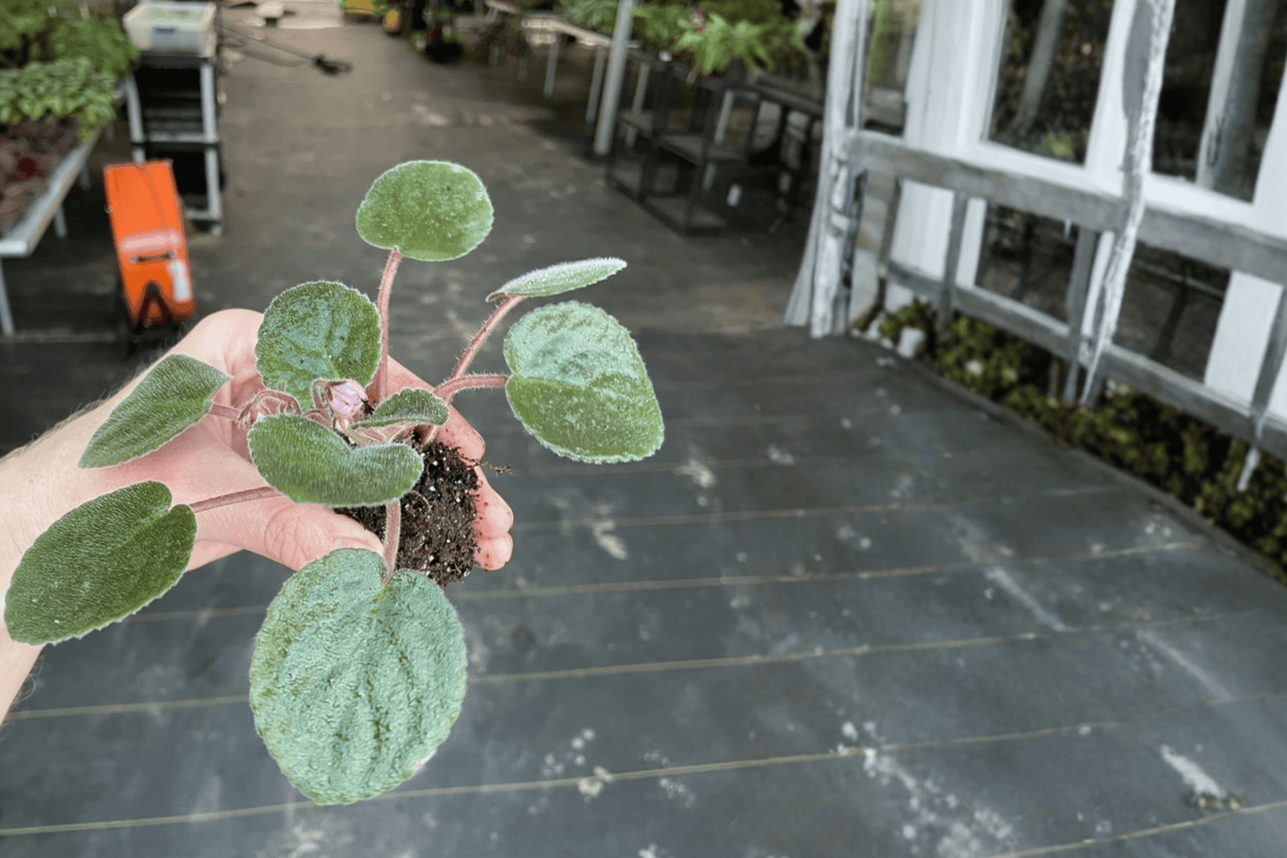 Buckeye Kindred Spirit African Violet Starter Plant – Streptocarpus ionanthus
