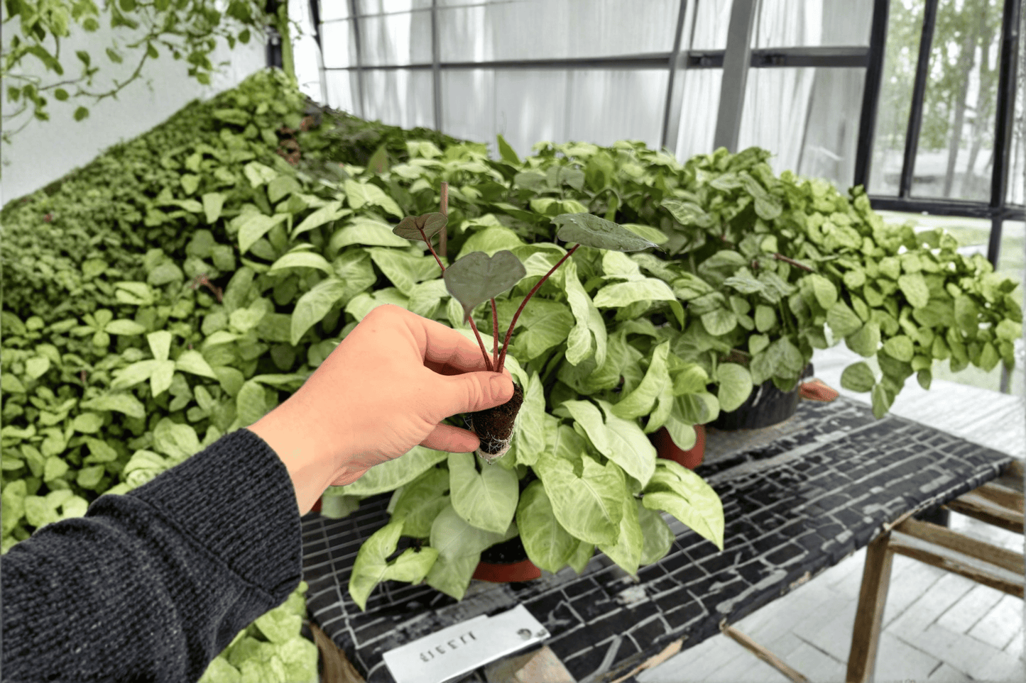 Alocasia Plumbae Metallica 2 Exact Live Starter Plants – Alocasia plumbea ‘Metallica’