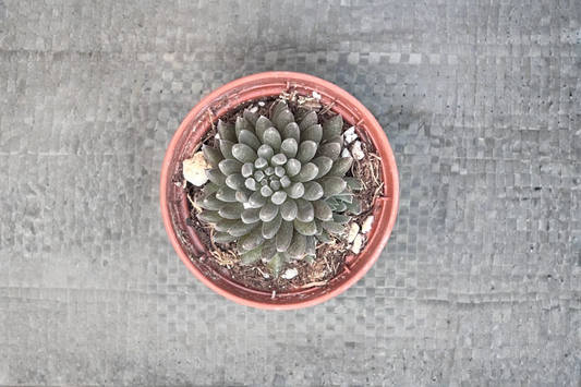 Black Sea Urchin Succulent Live Plant Sinocrassula Yunnanensis 2 Inch Pot Indoor Outdoor Houseplant Gift