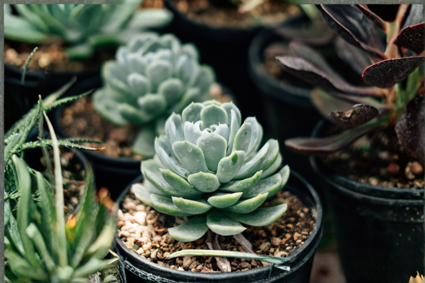Mountain Rose Succulent Live Plant in 2-Inch Pot – Greenovia dodrentalis