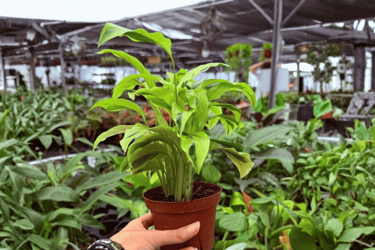 2 Exact Calathea Yellow Fusion Live Plants in 4-Inch Pots – Goeppertia ‘Yellow Fusion’