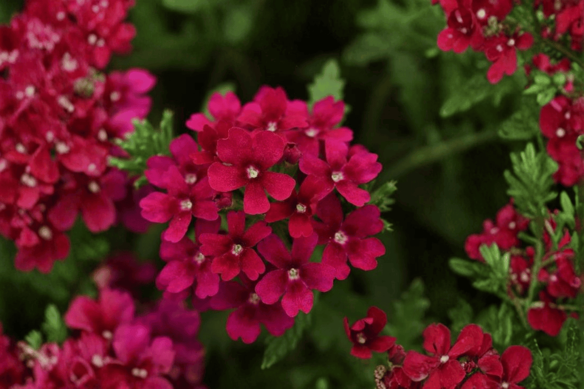 Estrella Merlot Verbena Live Plant – 4-Inch Pot – Verbena Hybrid 'Estrella Merlot'