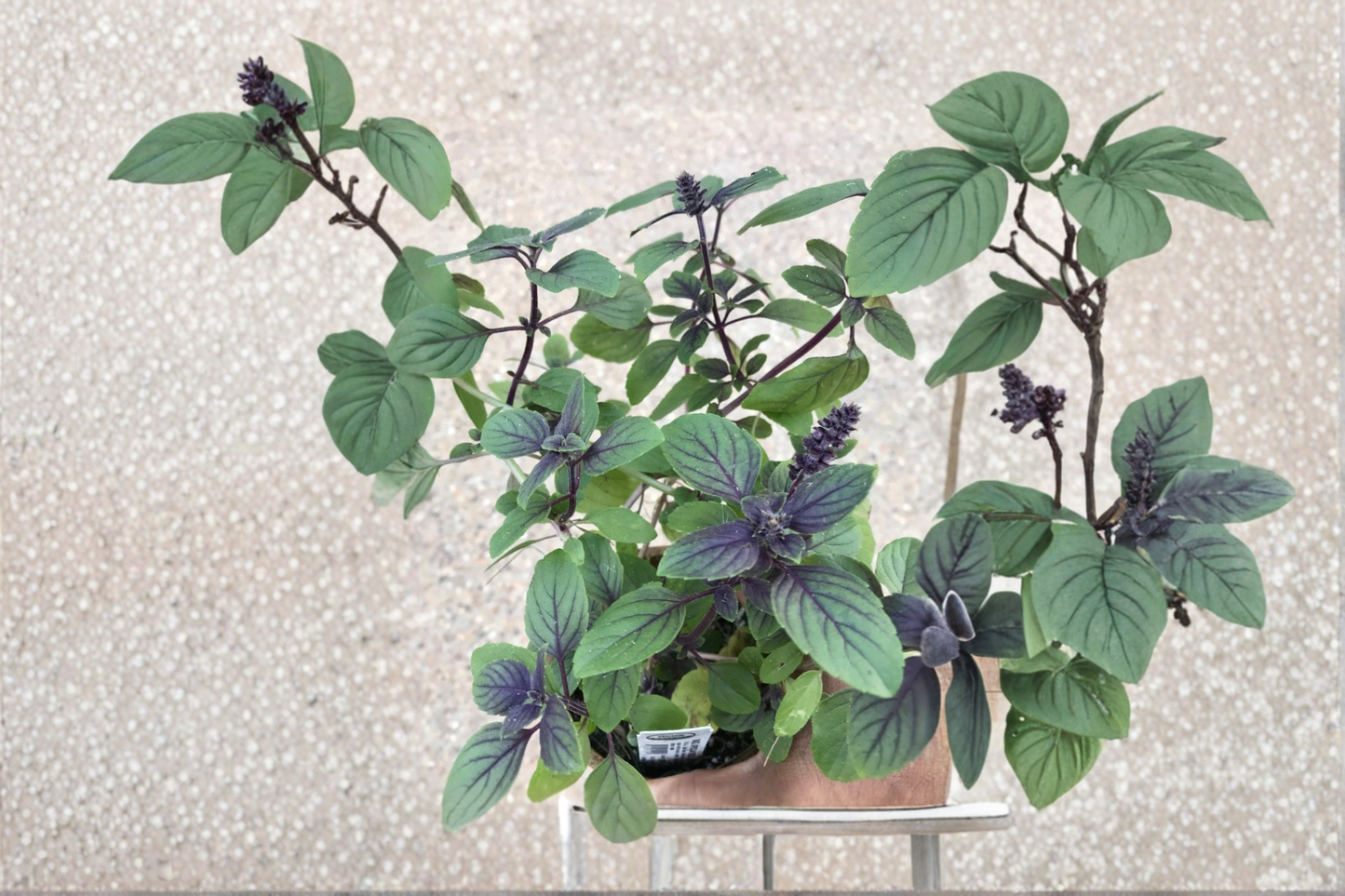 African Blue Basil Live Plant Certified Organic Basil Herb Plant Rooted Starter for Garden and Containers