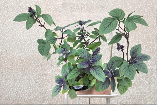 African Blue Basil Live Plant Certified Organic Basil Herb Plant Rooted Starter for Garden and Containers