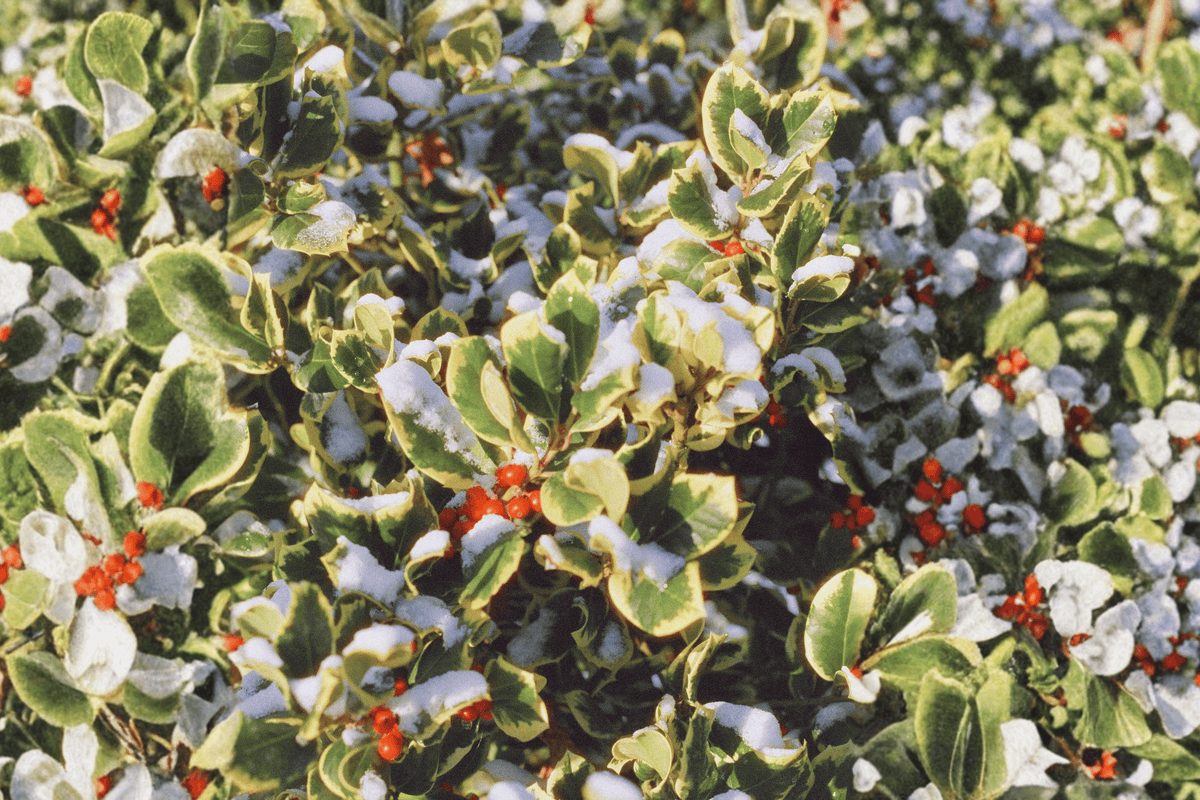 Honeymaid Holly 1 Live Variegated Evergreen Shrub, 3 Gallon Pot – Ilex × meserveae ‘Honeymaid’
