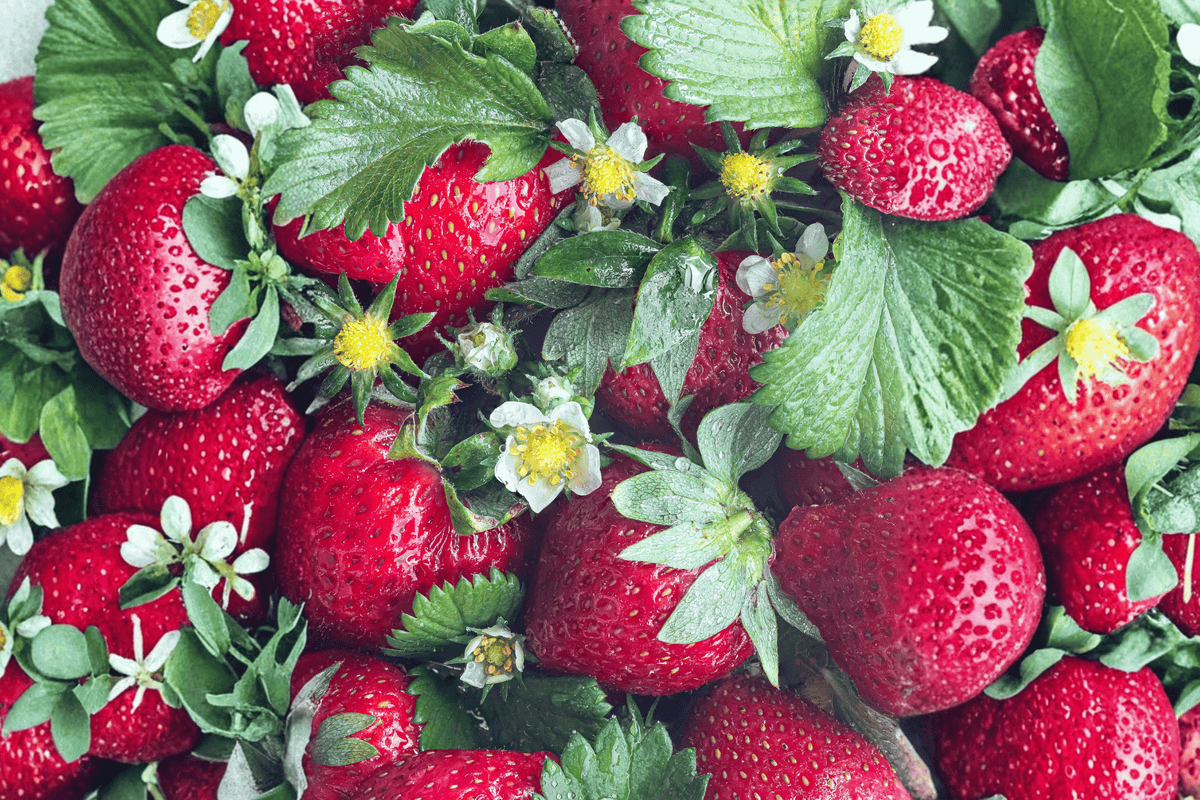 Ozark Beauty Everbearing Strawberry 1 Live Plant – Fragaria × ananassa ‘Ozark Beauty’ – 1 Gallon Pot