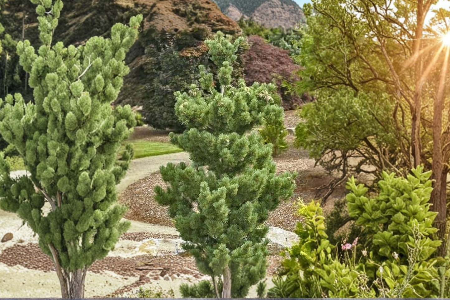 Koto Buki Japanese Black Pine Live Plant 8 Inch Tall – Pinus thunbergii Bonsai Pine Tree 1 Gallon Pot Outdoor Garden Plant
