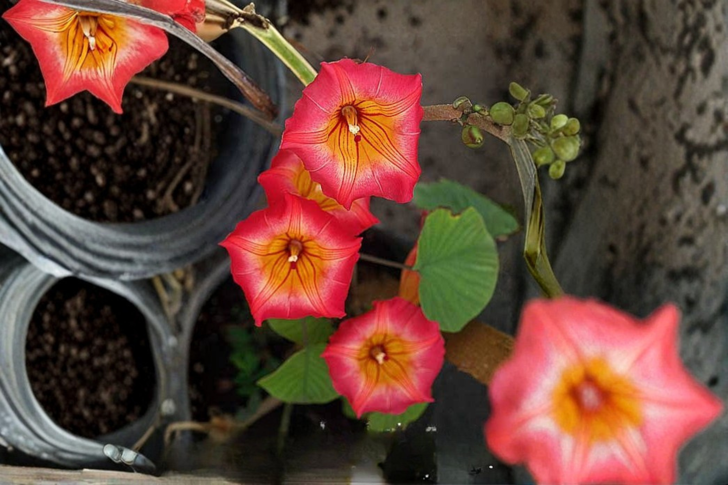 Hawaiian Sunset Vine Live Starter Plant – 8–10 Inches Long Tropical Flowering Vine