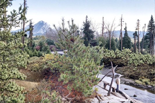 Diggy White Pine 10 Inch Live Plant 1 Gallon Pot – Pinus strobus Dwarf Evergreen Conifer Compact Garden Tree