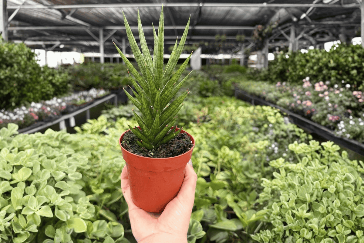 Sansevieria Francisii 2 Exact Live Plants – 4-Inch Pots – Dracaena francisii