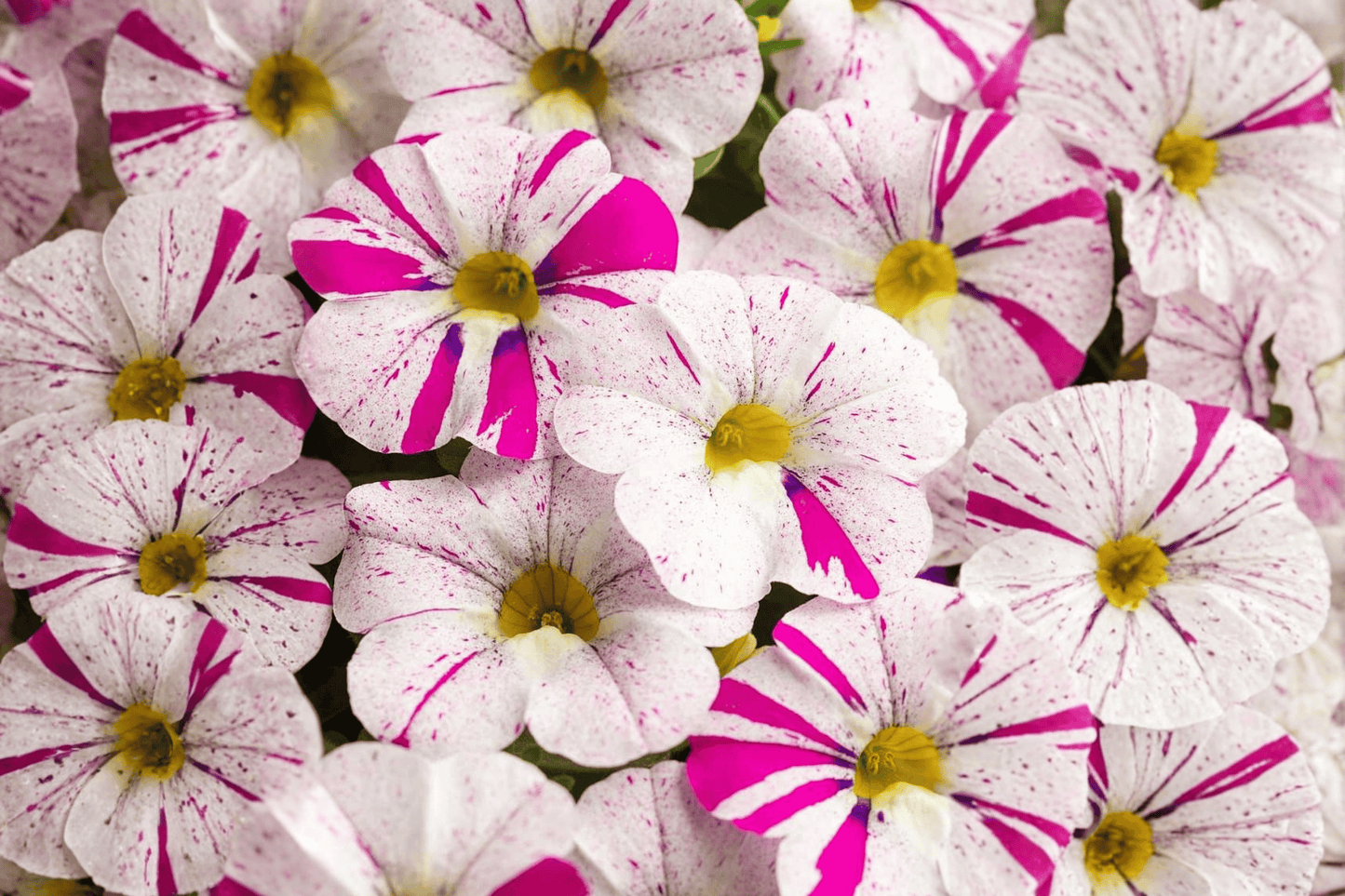 Caliloco Graffitti Million Bells 1 Live Plant – 4-Inch Pot – Calibrachoa Hybrid