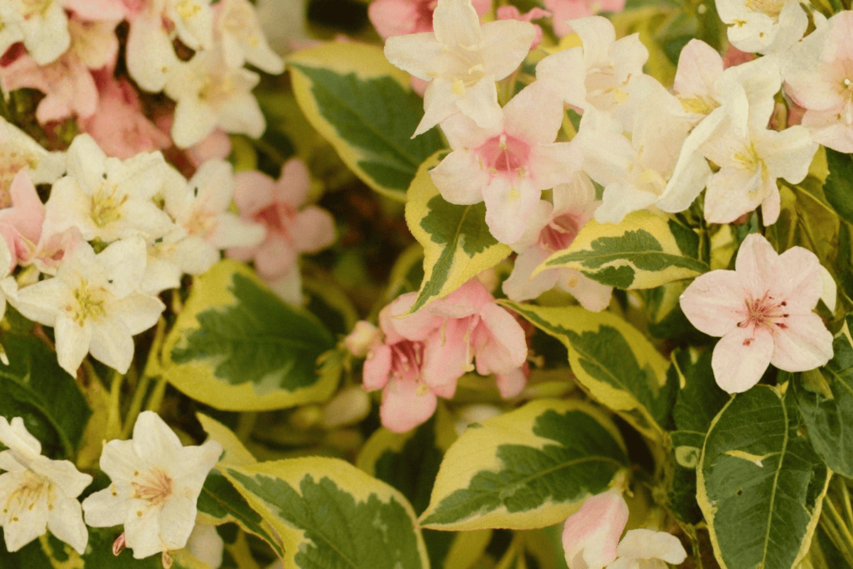 Bubbly Wine Weigela 1 Live Plant – Weigela ‘Bubbly Wine’ – 15 Inch, 3 Gallon Pot