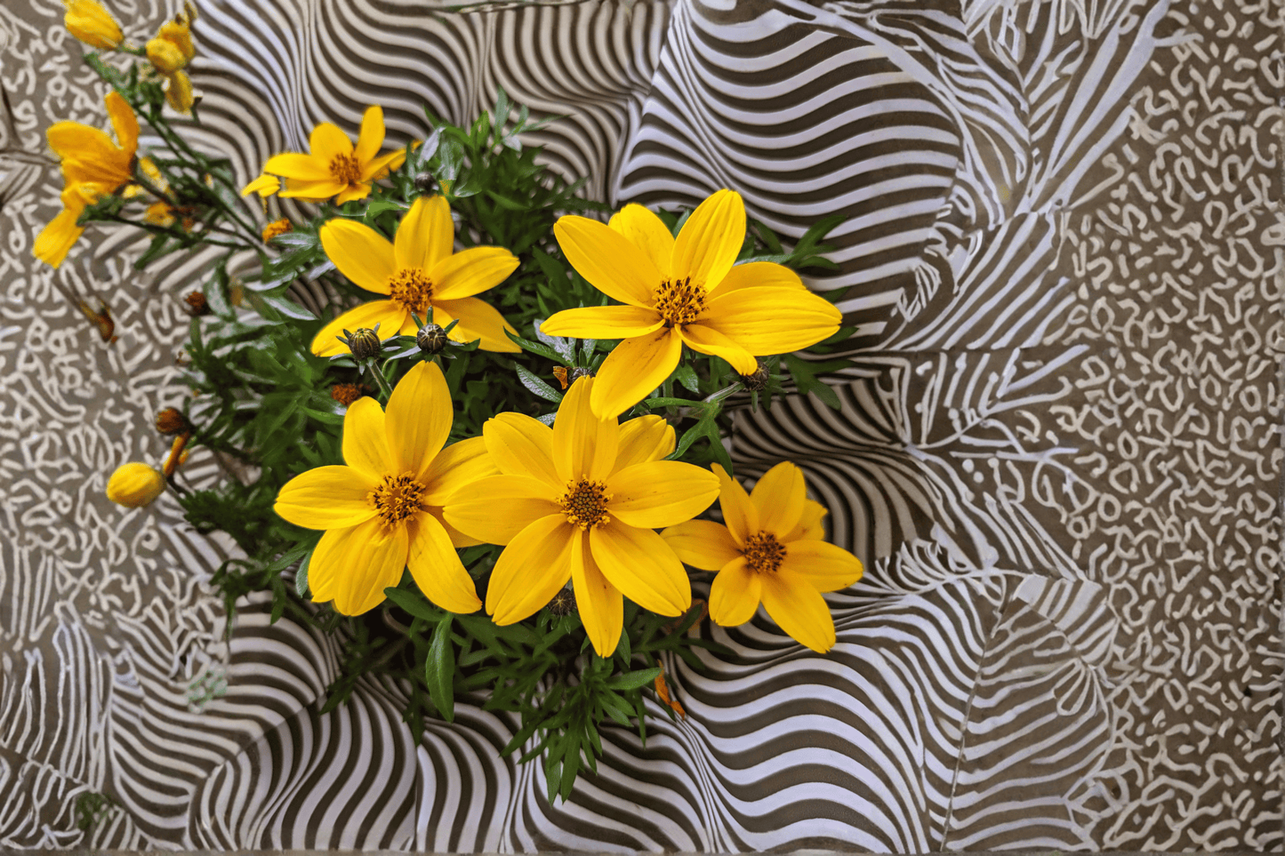Smile Yellow Beggarticks 1 Live Plant – 4-Inch Pot – Bidens ‘Smile Yellow’