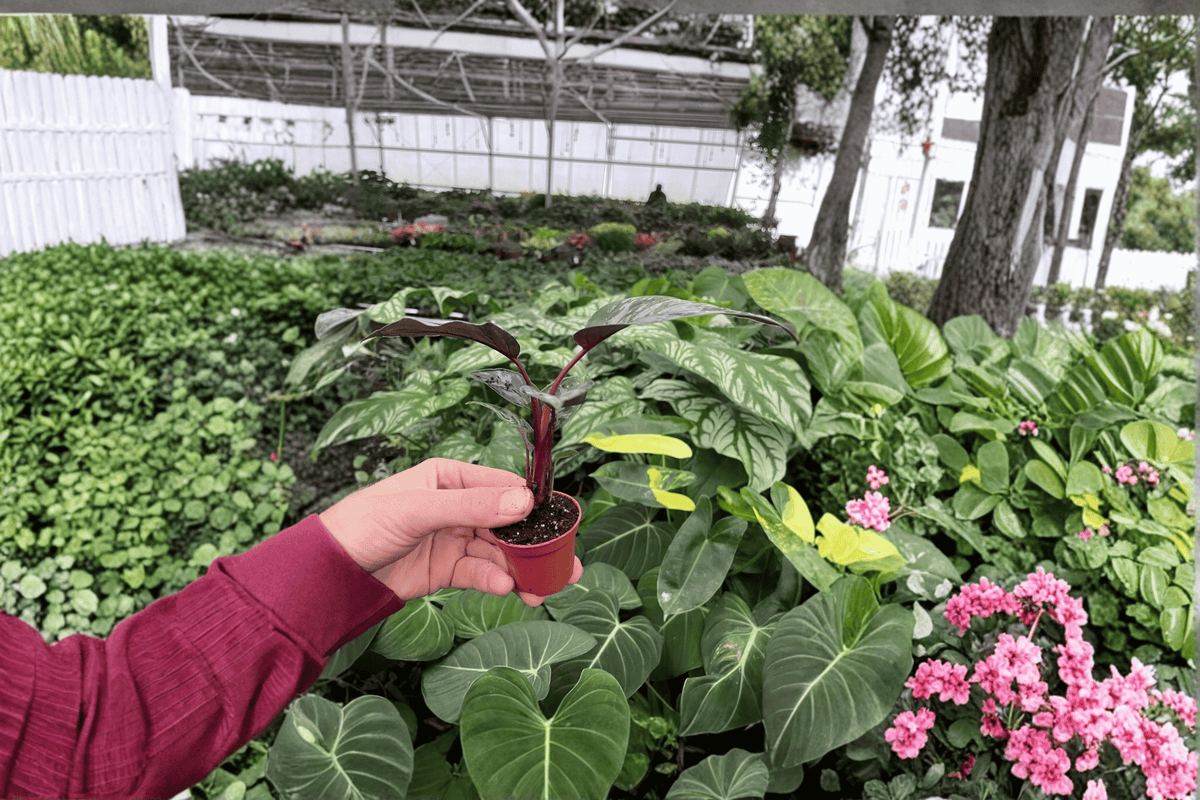 2 Apoballis acuminatissimum 'Lavallei' Starter Plants – 2-Inch Bare Root Live Plants