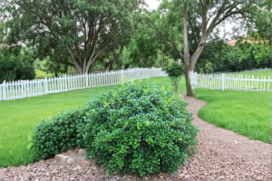 Dwarf Burford Holly Shrub 1 Gallon Live Plant, Evergreen Hedge Bush for Garden Landscape Outdoor