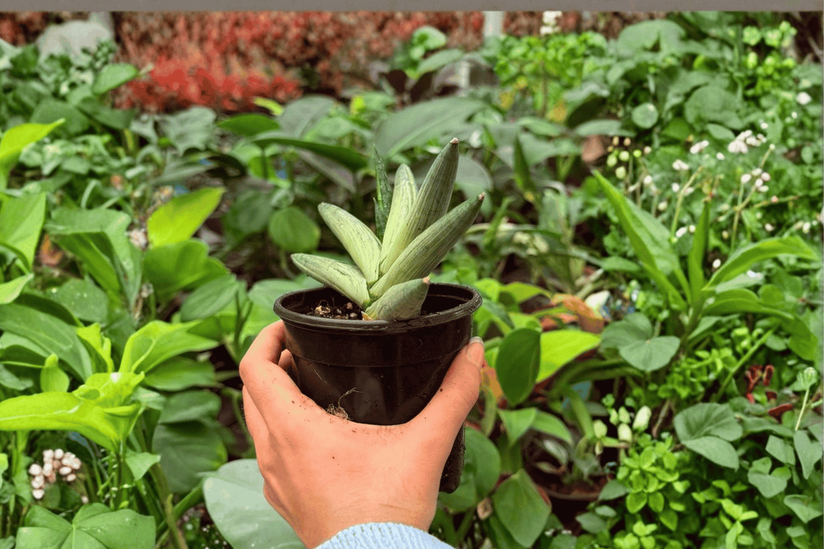 Variegated Sansevieria Boncel Starfish – 2 Exact Live Plants in 4” Pots