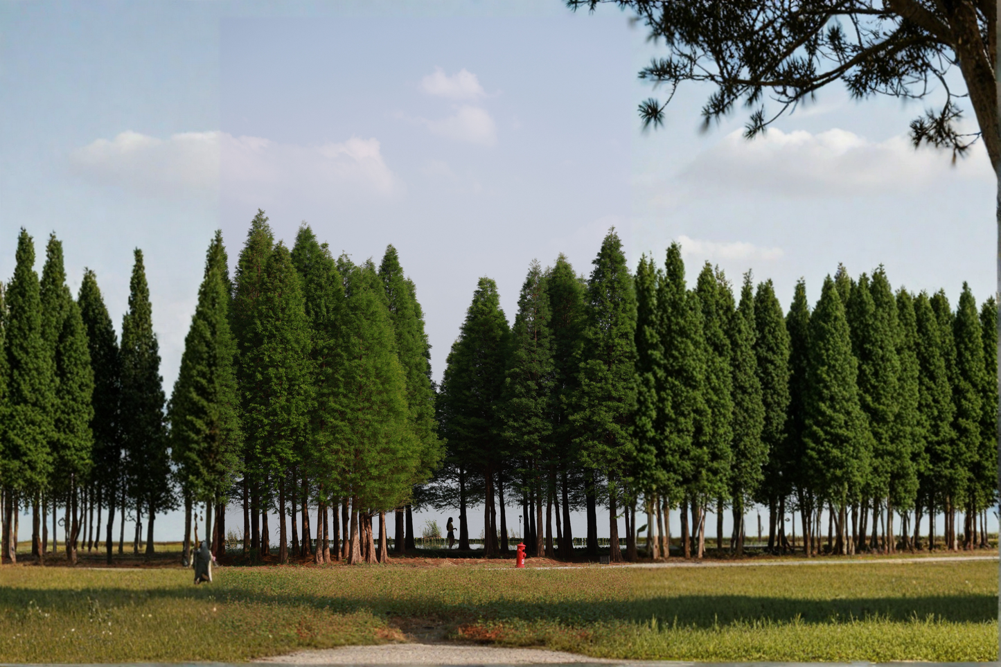 3 Dawn Redwood Live Starter Trees – Metasequoia glyptostroboides Deciduous Conifer Plants