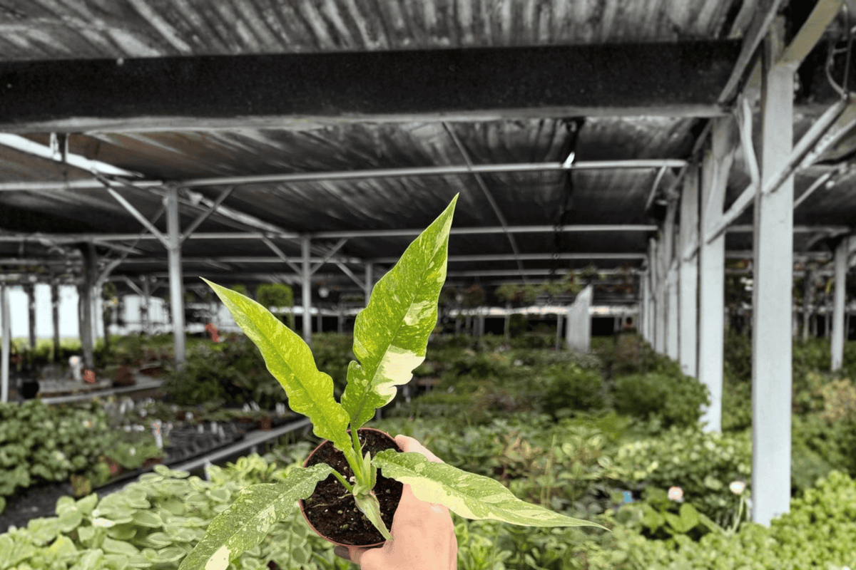 2 Exact Philodendron Ring of Fire Live Plants – 4” Pot