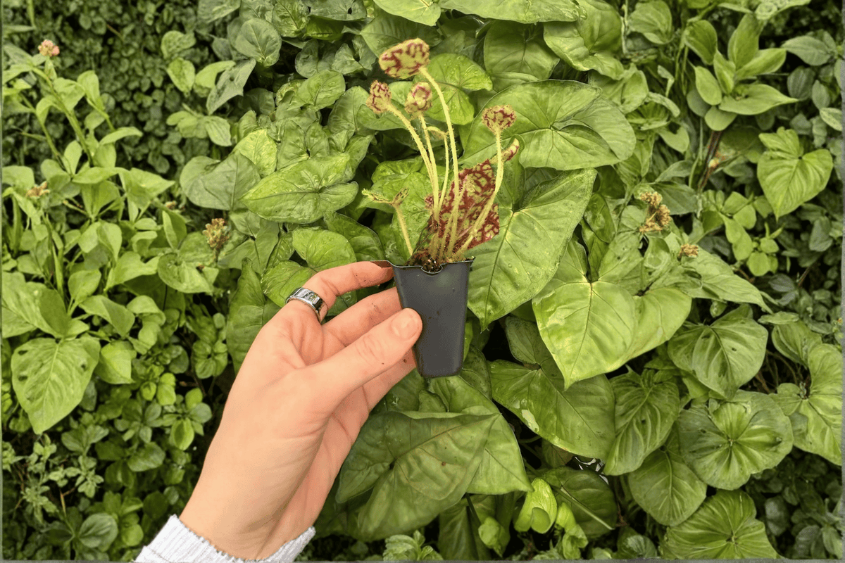 Begonia ‘Lynda Evan’ 2 Live Starter Plants – Soil Pods