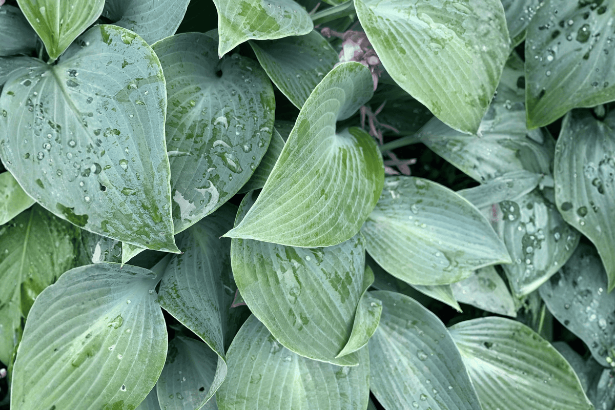 Krossa Regal Plantain Lily 1 Live Hosta Perennial, 1 Gallon Pot – Hosta ‘Krossa Regal’